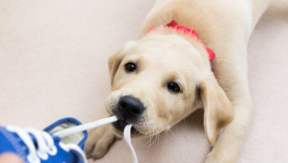 How to stop outlet puppy from biting shoes